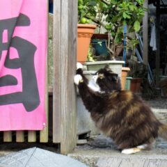 コロナ禍の緊急事態宣言その２から1ヶ月の現状