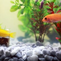 水草にも農薬が付いている?水槽にいれる前に気を付けたいこと