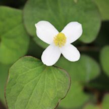 除菌・抗菌作用のある植物とは?利用方法や効果も分かりやすく解説