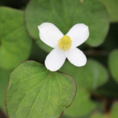 除菌・抗菌作用のある植物とは？利用方法や効果も分かりやすく解説