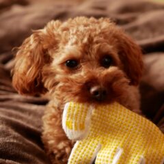 みんなはペットの匂いをどう消している？おすすめ対策3つを紹介