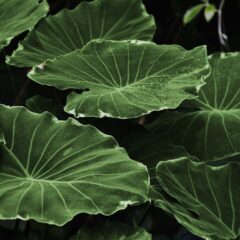 うどんこ病とは？どんな薬が有効？早めに対策をしよう