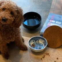 犬の食器のヌメリ取りには?安心安全に落とせる電解水をご紹介