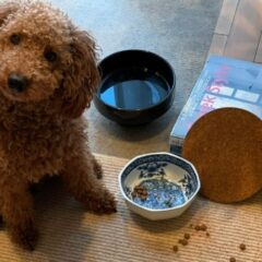 犬の食器のヌメリ取りには？安心安全に落とせる電解水をご紹介